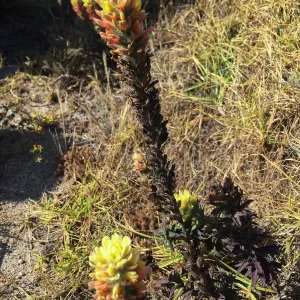 Santa Rosa Island Trip, Indian Paintbrush