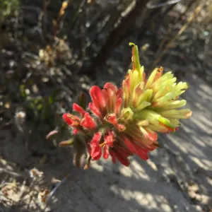 Santa Rosa Island Trip, Indian Paintbrush