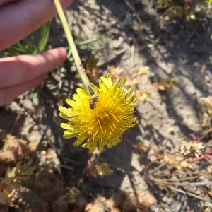 Santa Rosa Island Trip, native bee on Dunedelion (Malacothrix incana)