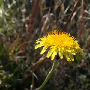Santa Rosa Island Trip, native bee on Dunedelion (Malacothrix incana)