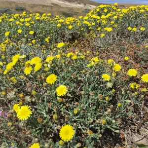 Santa Rosa Island Trip, Dunedelion (Malacothrix incana)