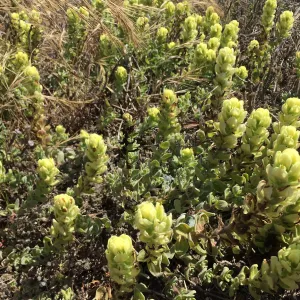 Santa Rosa Island Trip, Soft Leaved Indian Paintbrush (Castilleja mollis)