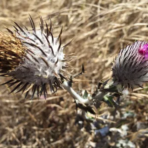 Santa Rosa Island Trip, Cobweb thistle (Cirsium occidentale)