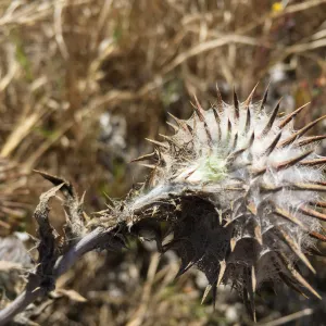 Santa Rosa Island Trip, Cobweb thistle (Cirsium occidentale)