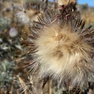 Santa Rosa Island Trip, Cobweb thistle (Cirsium occidentale)