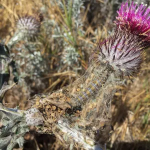Santa Rosa Island Trip, Cobweb thistle (Cirsium occidentale) with caterpillar
