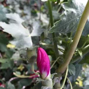 Santa Rosa Island Trip, Island Mallow (Malva assurgentiflora)