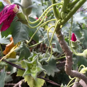 Santa Rosa Island Trip, Island Mallow (Malva assurgentiflora)