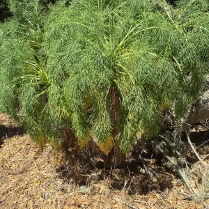 Santa Rosa Island Trip, Giant Coreopsis (Leptosyne gigantea) in Lobo Canyon