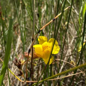 Santa Rosa Island Trip, Seep Monkey Flower (Mimulus guttatus)