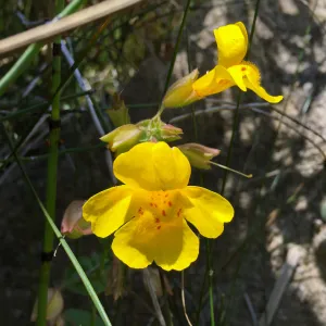 Santa Rosa Island Trip, Seep Monkey Flower (Mimulus guttatus)