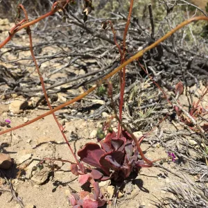 Santa Rosa Island Trip, Seaside calandrinia (Cistanthe maritima)