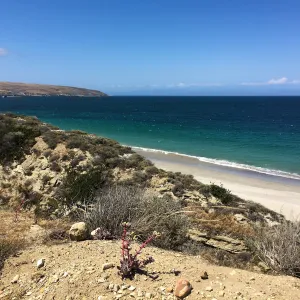 Santa Rosa Island Trip, coast, Greene's Liveforever (Dudleya greenei) in foreground