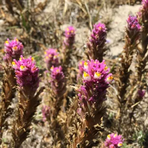 Santa Rosa Island Trip, Owl's clover (Castilleja exserta)