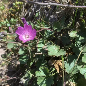 Santa Rosa Island Trip, Island bush mallow (Malacothamnus fasciculatus)