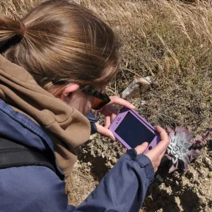 Santa Rosa Island Trip, Kate Davis taking picture of Greene's Dudleya (Dudleya Greenei)