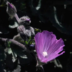 Santa Rosa Island Trip