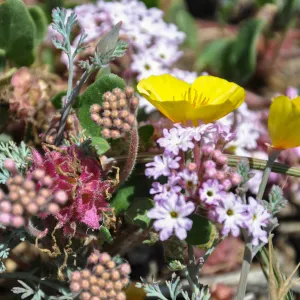 Santa Rosa Island Trip, Wildflowers