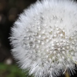 Santa Rosa Island Trip,