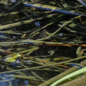 Santa Rosa Island Trip, frog in reeds at Lobo Canyon