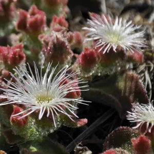 Santa Rosa Island Trip, Crystalline Ice Plant (Mesembryanthemum crystallinum) (non-native)