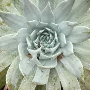 Dudleya (liveforevers)