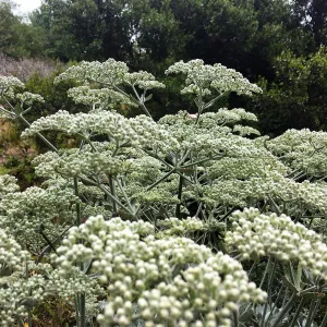 Eriogonum (wild buckwheat) i