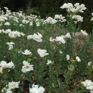 Matilija poppies