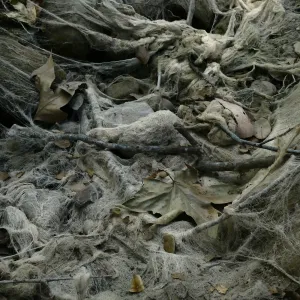 Ghost creek, lower creek crossing