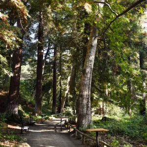 Garden to Table Dinner in the Redwoods 2017