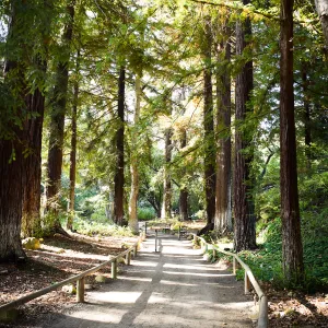 Garden to Table Dinner in the Redwoods 2017
