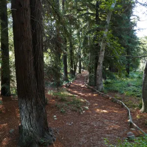 Carpet of redwood leaves