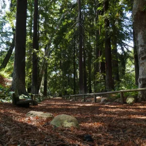Carpet of redwood leaves