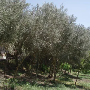 Olive trees at west side of Gane house