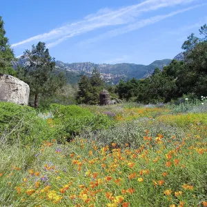 Meadow with Toad Hall