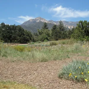 Meadow