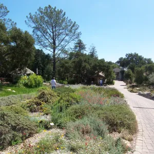 Groundcover Section and Courtyard