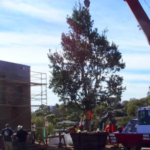 Installation of Island Oaks, flanking the entrance to the new Island Section at the Pritzlaff Conservation Center