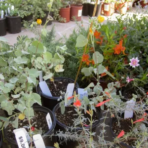 2017 Fall Plant Sale Preview Party