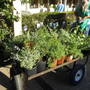 2017 Fall Plant Sale Preview Party