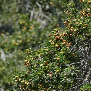 Coast live oak acorns on tree