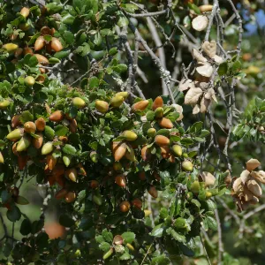 Coast live oak acorns on tree