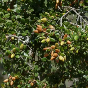 Coast live oak acorns on tree