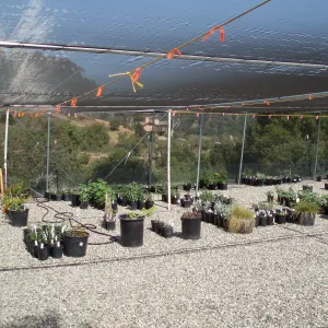 Story Poles, Garden Growers Canyard, Vital Mission Plan