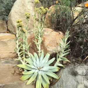 Dudleya traskiae at Schuyler's garden