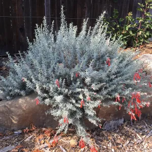 Epilobium at Peter Schuyler's garden