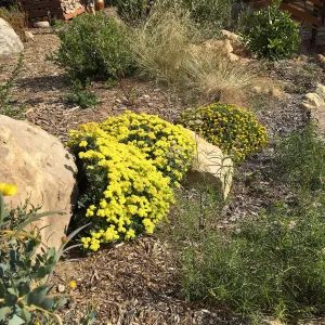 Eriogonum â€˜Shasta Sulphur' at Peter Schuyler's garden