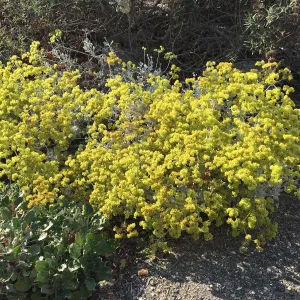 Eriogonum crocatumr at Peter Schuyler's garden