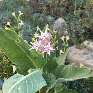 Ascelepias at Peter Schuyler's garden