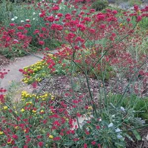 Eriogonum grande rubescens top on groundcover display